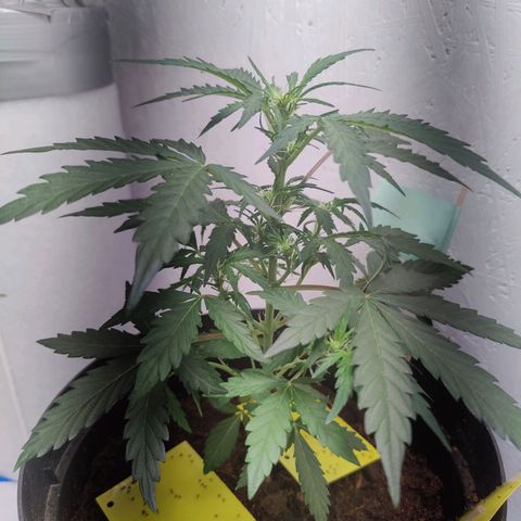 Blue Cheese Automatic - Bluey growlog timeline photo