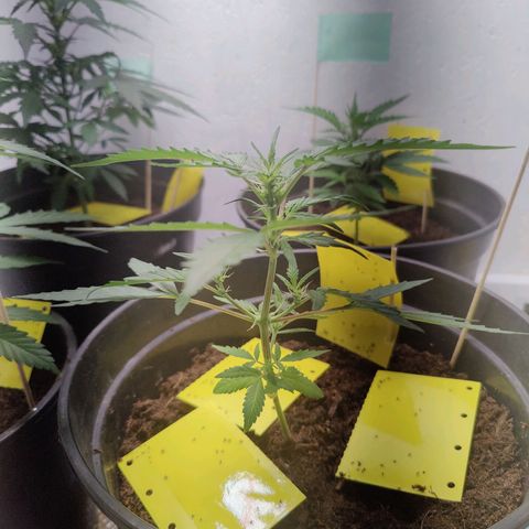 Wedding Cake Automatic - Rotweinkuchen growlog timeline photo