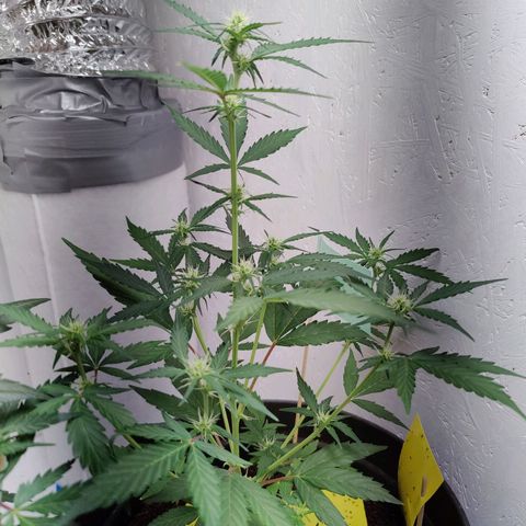 Fat Banana Automatic - Monkey Boy growlog timeline photo