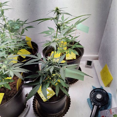 Royal Critical Automatic - El Ratton growlog timeline photo