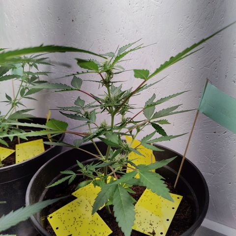 Wedding Cake Automatic - Rotweinkuchen growlog timeline photo