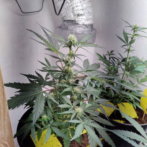 Blue Cheese Automatic - Bluey growlog timeline photo