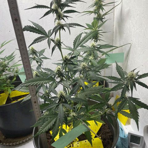 Fat Banana Automatic - Monkey Boy growlog timeline photo