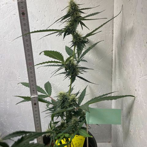 Royal Critical Automatic - El Ratton growlog timeline photo