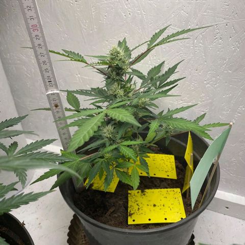 Wedding Cake Automatic - Rotweinkuchen growlog timeline photo