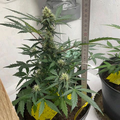 Blue Cheese Automatic - Bluey growlog timeline photo