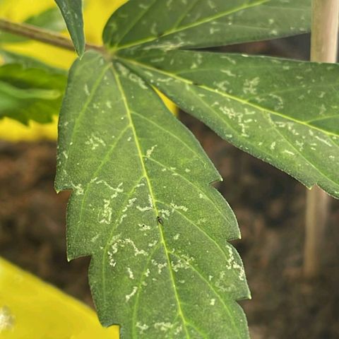 Royal Critical Automatic - El Ratton growlog timeline photo