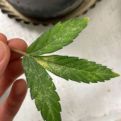 Royal Critical Automatic - El Ratton growlog timeline photo