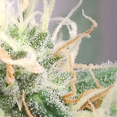 Blue Cheese Automatic - Bluey growlog timeline photo
