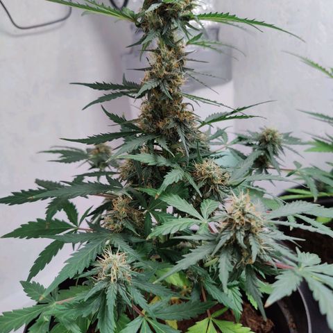 Blue Cheese Automatic - Bluey growlog timeline photo