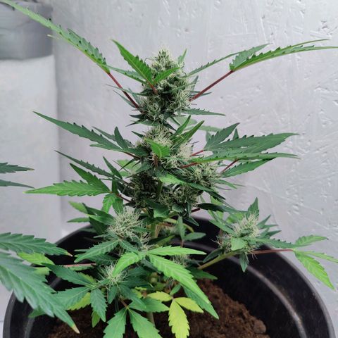 Wedding Cake Automatic - Rotweinkuchen growlog timeline photo