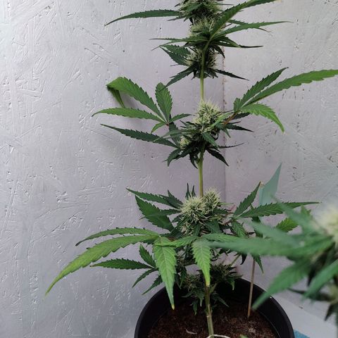 Royal Critical Automatic - El Ratton growlog timeline photo