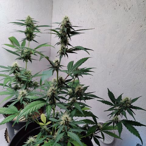 Fat Banana Automatic - Monkey Boy growlog timeline photo