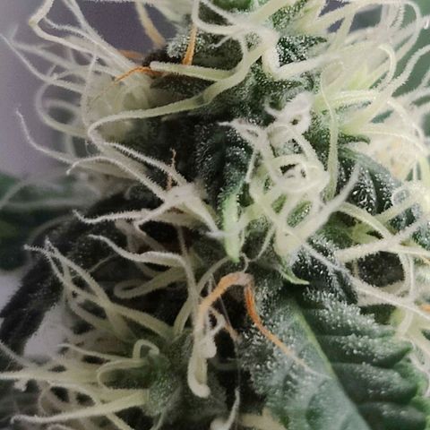Fat Banana Automatic - Monkey Boy growlog timeline photo