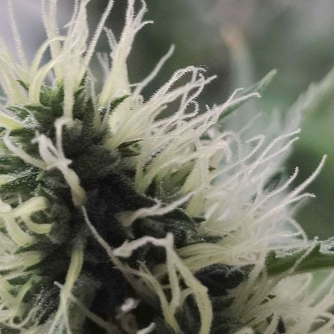 Royal Critical Automatic - El Ratton growlog timeline photo