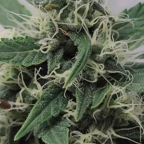 Wedding Cake Automatic - Rotweinkuchen growlog timeline photo