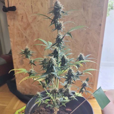 Fat Banana Automatic - Monkey Boy growlog photo: Am erntetag