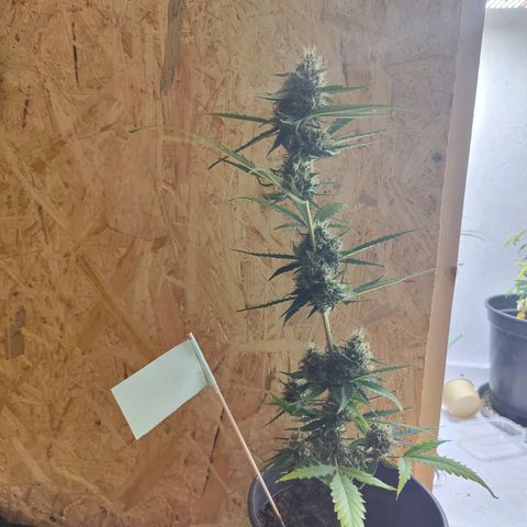 Royal Critical Automatic - El Ratton growlog photo: Erntetag