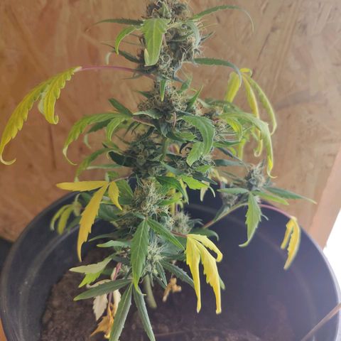 Wedding Cake Automatic - Rotweinkuchen growlog photo: Erntetag