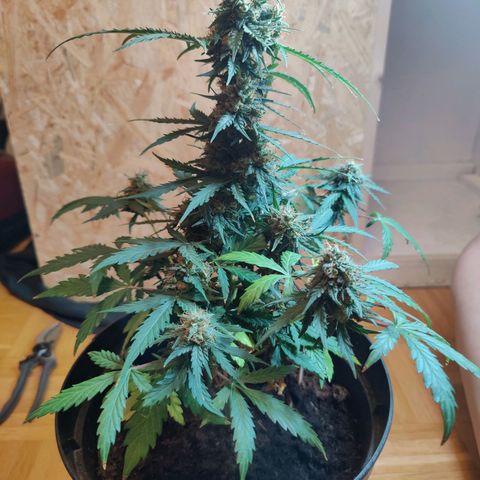 Blue Cheese Automatic - Bluey growlog photo: Erntetag