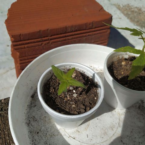 Cristina growlog timeline photo
