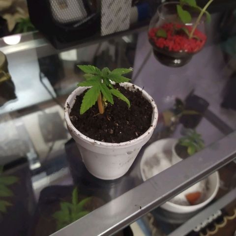 Cristina growlog timeline photo