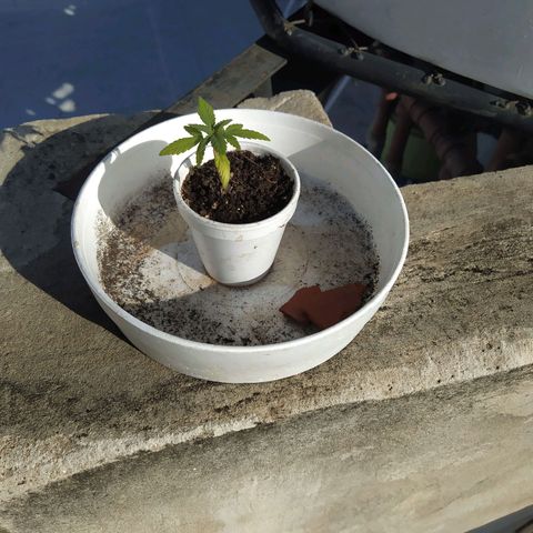 Cristina growlog timeline photo