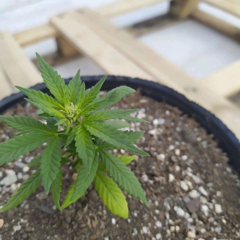 Cristina growlog photo: 8 cms