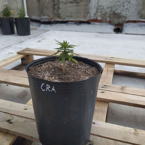Cristina growlog photo: 8 cms