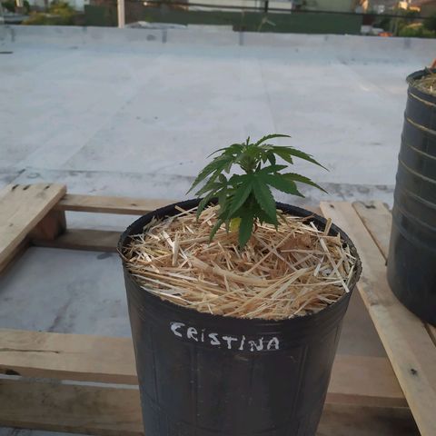 Cristina growlog timeline photo