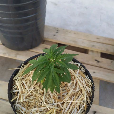 Cristina growlog photo: Se agregó mulching