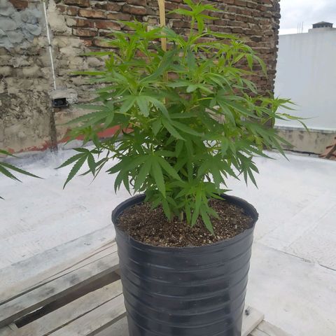 Cristina growlog photo: A pocos días de trasplante