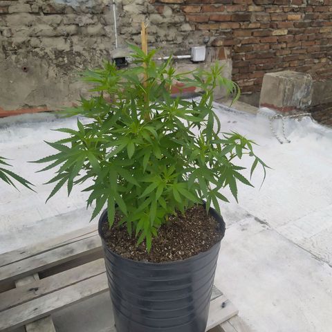 Cristina growlog timeline photo