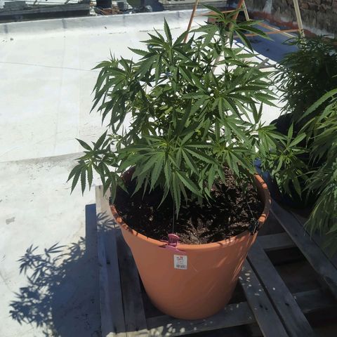 Cristina growlog photo: Trasplantado en 40 lts. Lst completo.