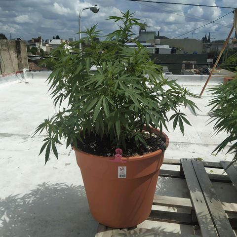 Cristina growlog timeline photo
