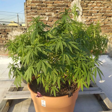 Cristina growlog timeline photo