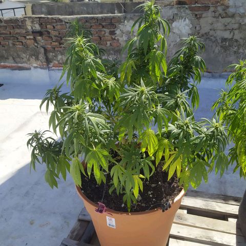Cristina growlog photo: Flora semana 3