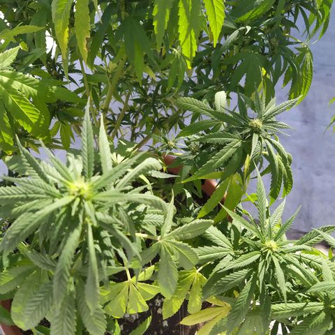 Cristina growlog photo: Flora semana 3