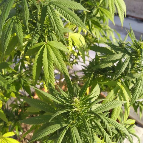 Cristina growlog timeline photo