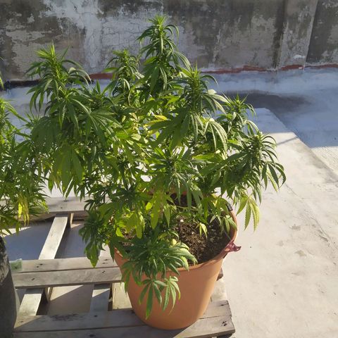 Cristina growlog timeline photo