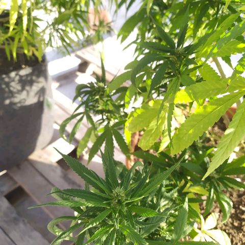 Cristina growlog timeline photo