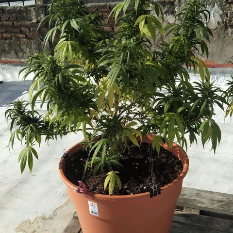 Cristina growlog photo: Flotando y primera dosis de Booster. Se agregó más tierra. 