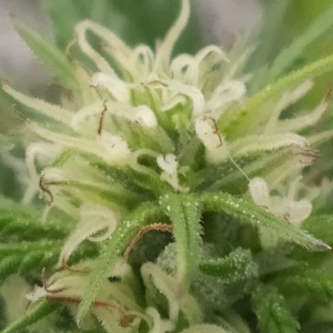Cristina growlog photo: Flotando y primera dosis de Booster. Se agregó más tierra. 