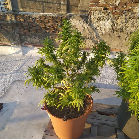 Cristina growlog timeline photo