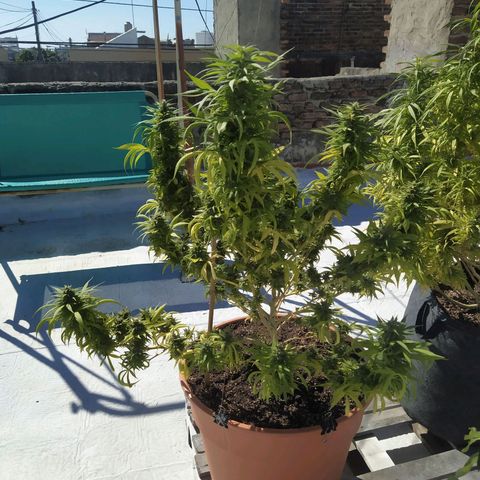 Cristina growlog timeline photo