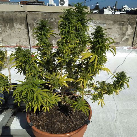 Cristina growlog photo: Resistiendo vientos