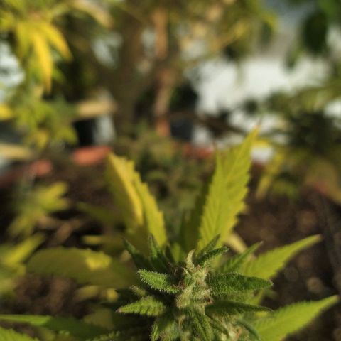 Cristina growlog photo: Fotos de flora