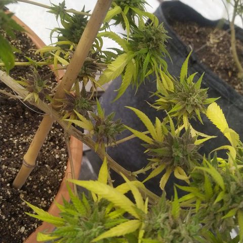Cristina growlog photo: Fotos de flora