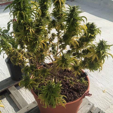 Cristina growlog photo: Fotos de flora
