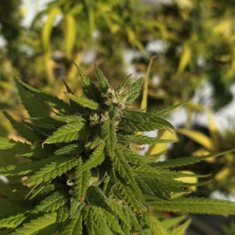 Cristina growlog photo: Fotos de flora